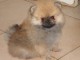 A adopté chiot spitz allemand femelle