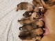  chiot American staffordshire terrier trois mois