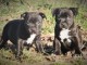 chiots staffordshire bull terrier lof