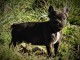 chiots type bouledogue francais