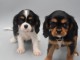 Magnifiques Chiots Cavalier King-charles 