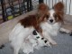 Chiots Epagneul nain Continental (Papillon)