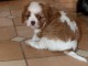 Donne femelle chiot cavalier king charles Spaniel