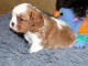 Donne femelle chiot cavalier king charles Spaniel