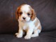 Donne femelle chiot cavalier king charles Spaniel