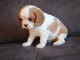 Donne femelle chiot cavalier king charles Spaniel