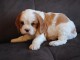 Donne femelle chiot cavalier king charles Spaniel