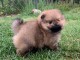 A adopté chiot spitz allemand femelle