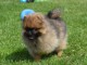 A adopté chiot spitz allemand femelle