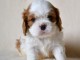 Donne femelle chiot cavalier king charles Spaniel