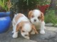 Chiots Chiots King Charles Spaniel