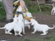 Chiots Dogo Argentino