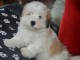 Chiot Coton de Tulear