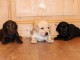 Magnifiques chiots labrador