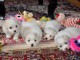 Chiot Coton de Tulear