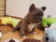 Adorables chiot Bouledogue Francais lof