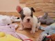 Adorables chiot Bouledogue Francais lof