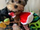 Je donnes chiots Yorkshire terrier lof