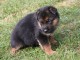 Donne chiot berger allemand femelle lof