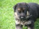 Donne chiot berger allemand femelle lof