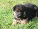 chiots Berger allemand LOF a donner