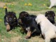 Chiots berger allemand femelle/mâle agé 3 mois a donné