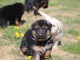 Chiots berger allemand femelle/mâle agé 3 mois a donné