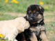 Chiots berger allemand femelle/mâle agé 3 mois a donné  Magnifiqu