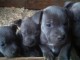 A donner Chiots staffordshire bull terrier