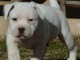 chiot Staffordshire Bull Terrie