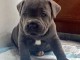  chiot Staffordshire Bull Terrie