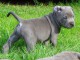 chiot Staffordshire Bull Terrie