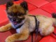 chiot spitz-spitz-nain-pomeranie trois mois