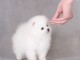 chiot spitz-spitz-nain-pomeranie trois mois