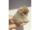 chiot spitz-spitz-nain-pomeranie trois mois