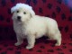 chiot samoyede trois mois