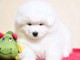 chiot samoyede trois mois