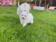 Chiots blancs de Poméranie prêts maintenant