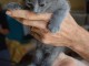 Magnifiques chatons chartreux