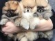 Magnifiques chiots spitz nain