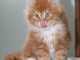 Sublimes chatons maine coon
