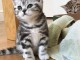 Magnifiques chatons brithish shorthair