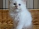 Chatons Sacre de birmanie disponibles