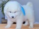 magnifiques chiot samoyede