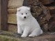 chiot samoyede trois mois