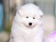 chiot samoyede trois mois