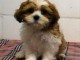 chiot shih-tzu trois mois