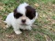 chiot shih-tzu trois mois