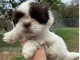 chiot shih-tzu trois mois