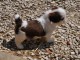 chiot shih-tzu trois mois